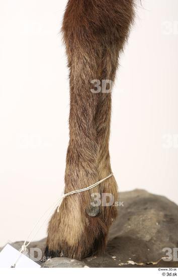 Leg Animal photo references