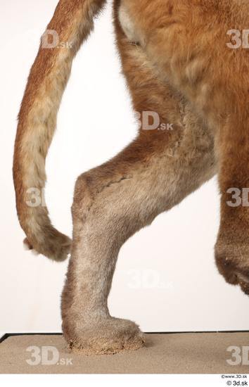Leg Tail Cat Animal photo references