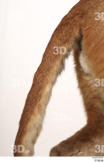 Tail Cat Animal photo references