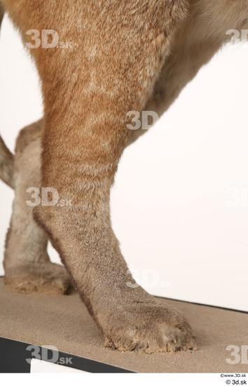 Leg Cat Animal photo references