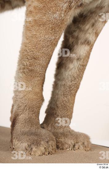 Leg Cat Animal photo references