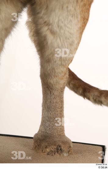 Leg Cat Animal photo references