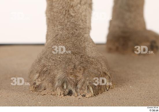 Foot Cat Animal photo references