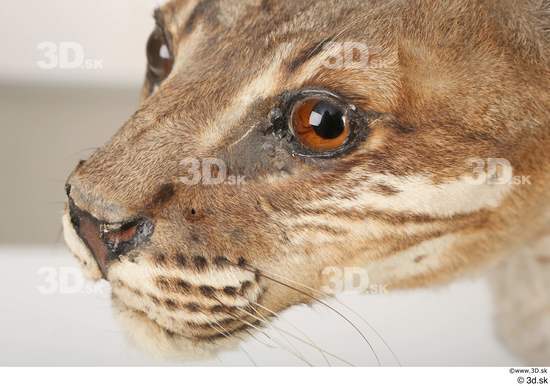 Eye Nose Cat Animal photo references
