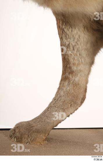 Leg Cat Animal photo references