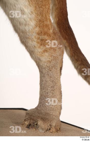 Leg Cat Animal photo references