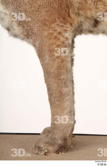 Leg Cat Animal photo references