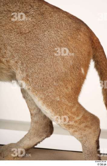 Leg Cat Animal photo references