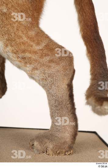 Leg Cat Animal photo references