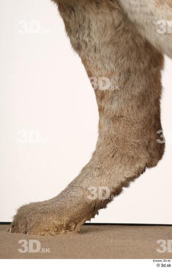 Leg Cat Animal photo references