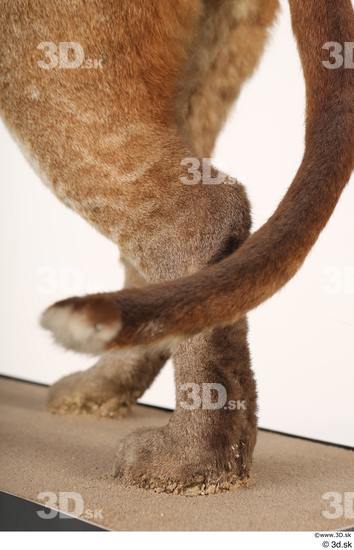 Tail Cat Animal photo references