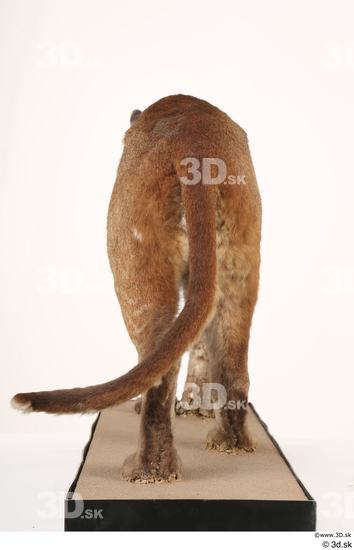 Whole Body Tail Cat Animal photo references