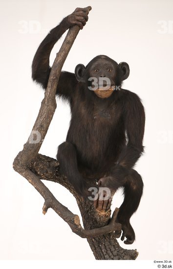 Whole Body Ape Animal photo references