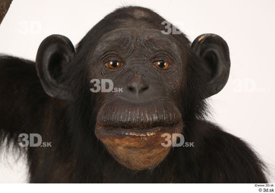 Head Ape Animal photo references