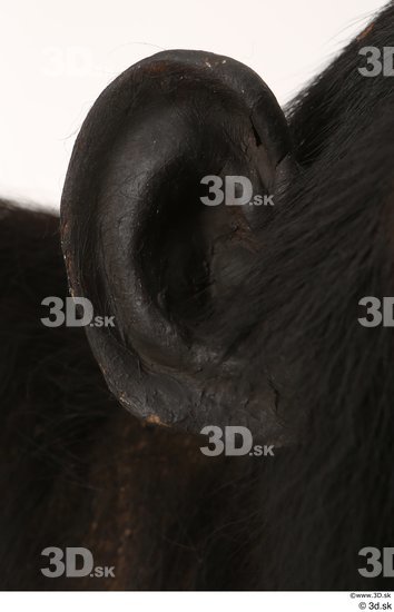 Ear Ape Animal photo references