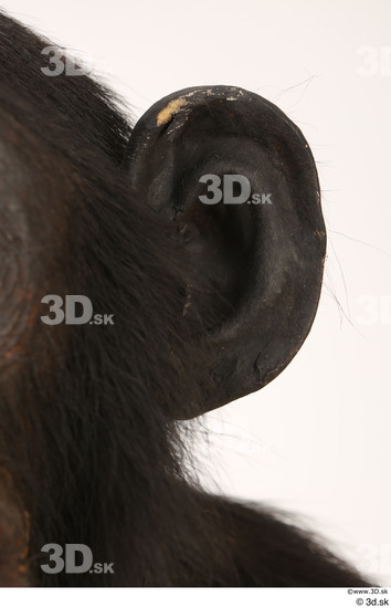 Ear Ape Animal photo references