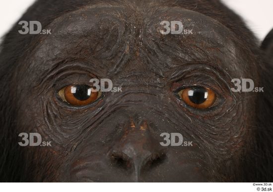 Eye Ape Animal photo references