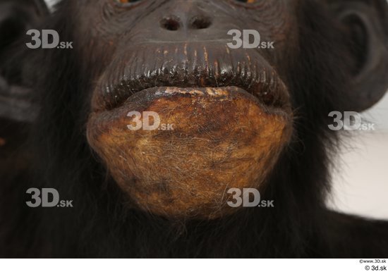 Mouth Ape Animal photo references