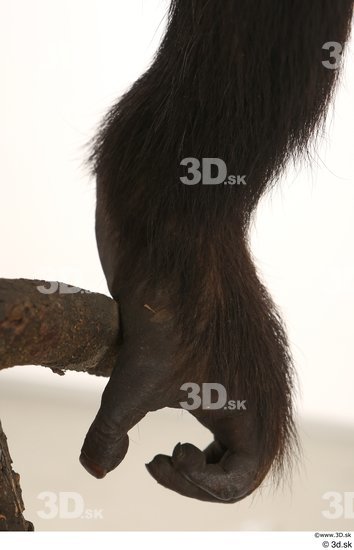Foot Ape Animal photo references