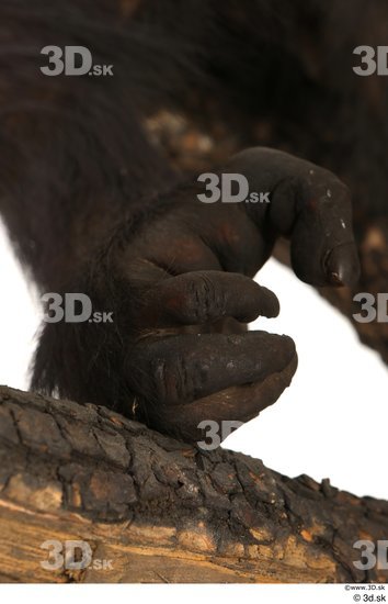 Foot Ape Animal photo references