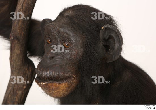 Head Ape Animal photo references