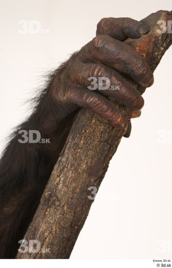 Hand Ape Animal photo references