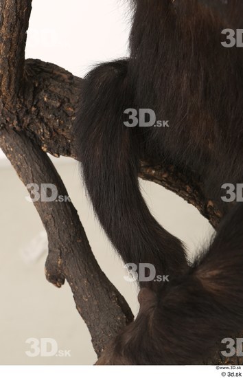 Leg Ape Animal photo references