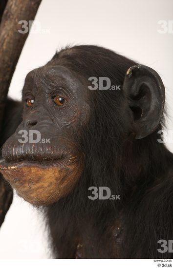 Head Ape Animal photo references