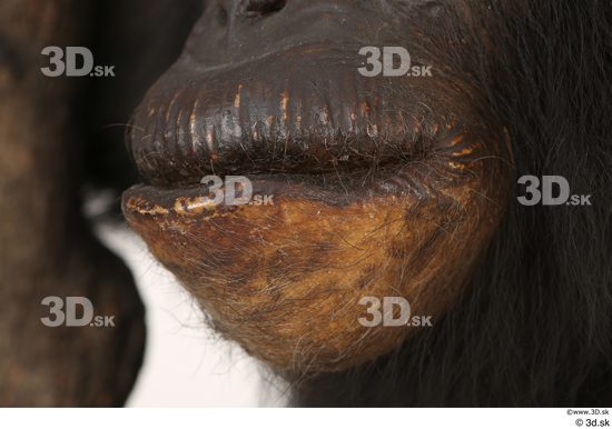 Mouth Ape Animal photo references