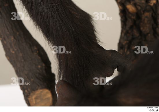 Leg Ape Animal photo references