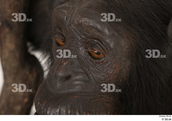 Eye Ape Animal photo references