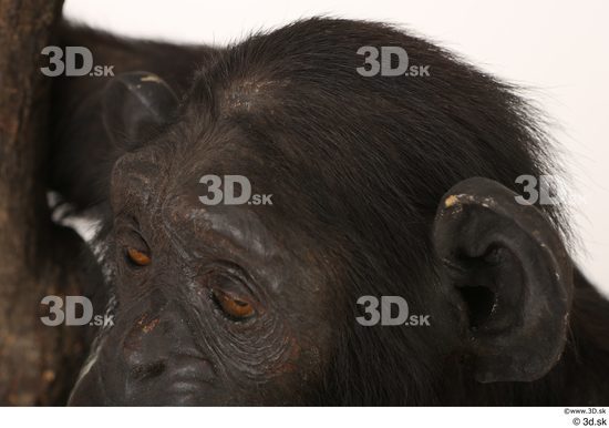 Ear Head Ape Animal photo references