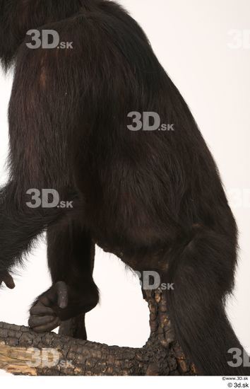 Back Ape Animal photo references