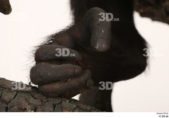 Foot Ape Animal photo references