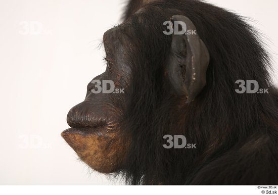 Mouth Ear Head Ape Animal photo references