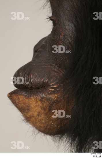 Mouth Ape Animal photo references