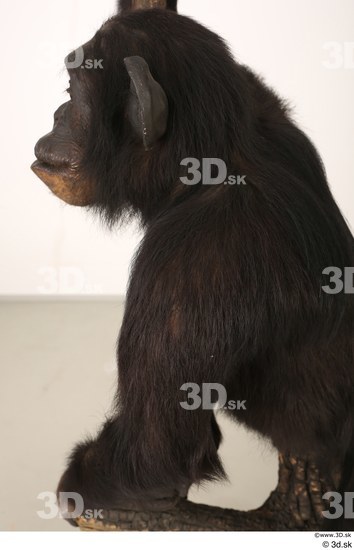 Arm Head Ape Animal photo references