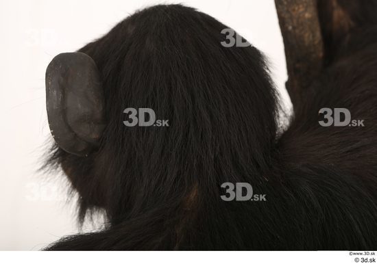 Head Ape Animal photo references