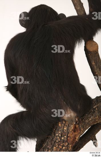 Back Ape Animal photo references