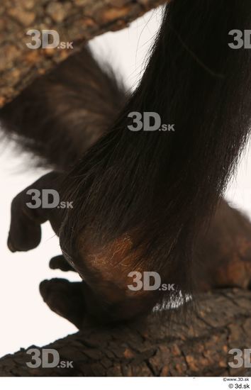 Foot Ape Animal photo references