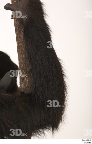 Arm Ape Animal photo references