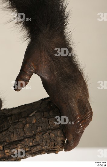 Hand Ape Animal photo references