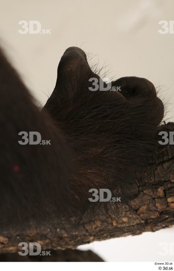 Foot Ape Animal photo references