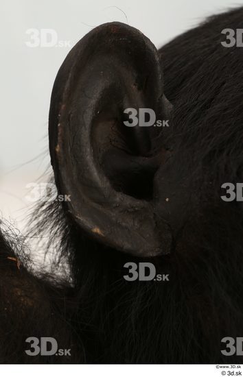 Ear Ape Animal photo references