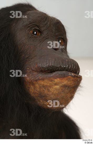 Eye Face Mouth Nose Head Ape Animal photo references