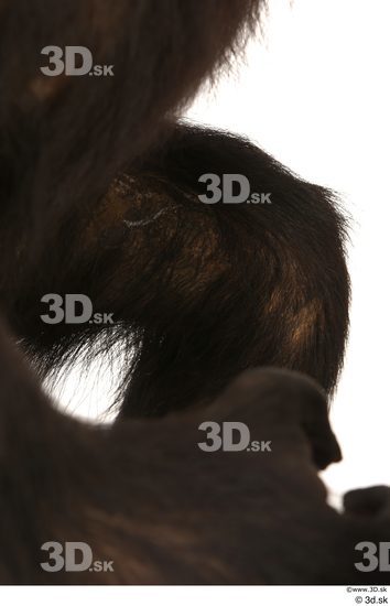 Leg Ape Animal photo references