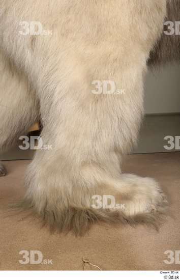 Leg Bear Animal photo references