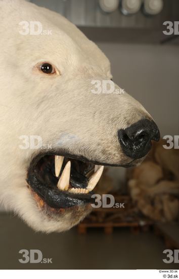 Mouth Nose Head Bear Animal photo references