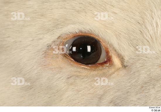 Eye Bear Animal photo references