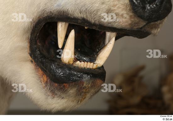 Mouth Teeth Bear Animal photo references